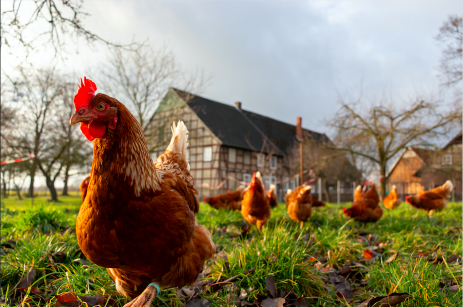 Sauve qui poule Poitou